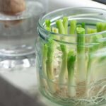 How to Regrow Vegetables at Home Using Kitchen Scraps